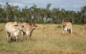 Breeders in well-grassed paddocks on Seloh Nolem