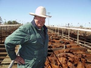 Rod Turner, Landmark key account manager, Western Qld, with Kidman & Co’s large consignment of 271 cows that topped at 244c/kg at Tuesday’s Roma store sale.