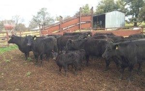 These Angus cows and calves near Wagga made $2000 on AuctionsPlus on Friday. 
