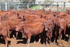 Alice Downs Santa weaned steers sold on Friday due to drought