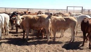 Part of a line of Brahman crossbred baclkgroudner steers from Charters Towers, EU accredited, that sold for 346c/kg on Friday