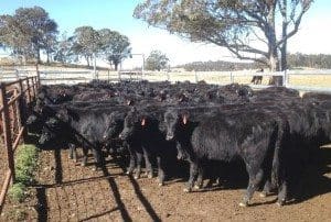 Part of a line of 141 Mundoo blood Angus heifers from Armidale, averaging 217kg, which made 347c or $755 a head on Friday.