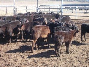 These Angus cows and calves out of Bingara NSW made $1750 on AuctionsPlus on Friday