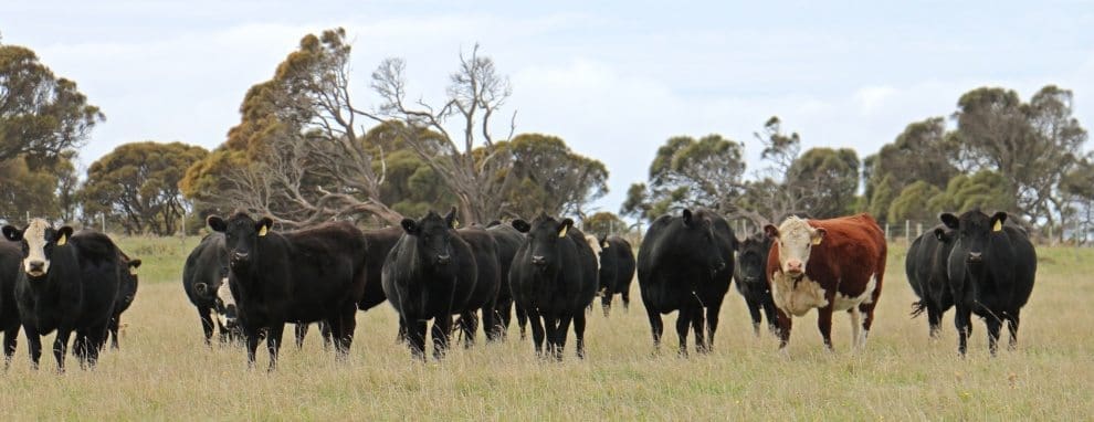 Black baldies 1