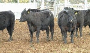 Part of a line of 50 heavy feeders that made 345c/kg live on Friday's inaugural AuctionsPlus forward contract sale. They are for delivery from September 24. 