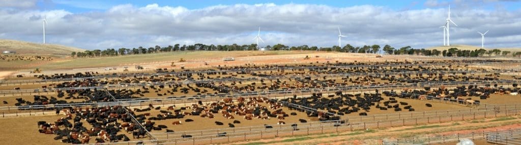 Princess Royal feedlot