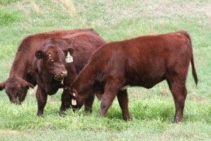 Shorthorn steers 1