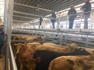 Cattle selling at the Barnawatha auction complex.
