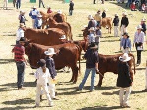 show showing cattle