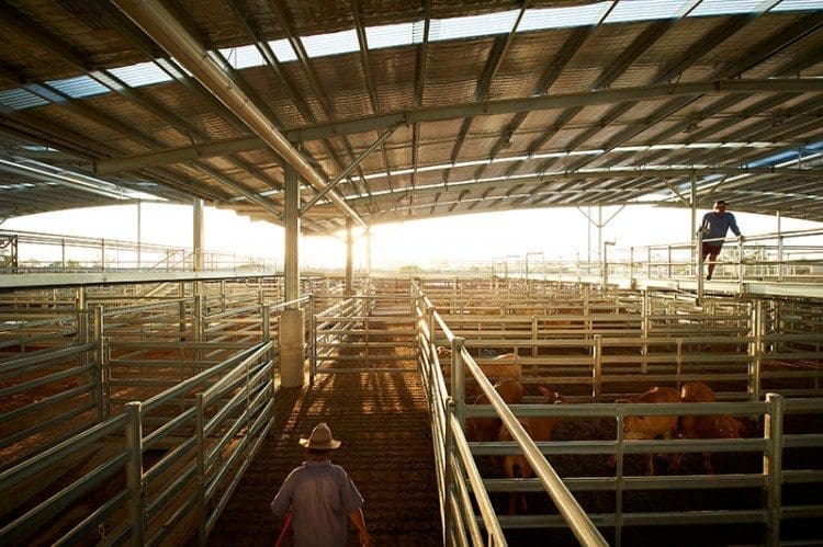 1 saleyards generic Dalby