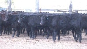 Part of a line of 130 Walcha Angus weaned steer calves that made 431c/lg on Friday