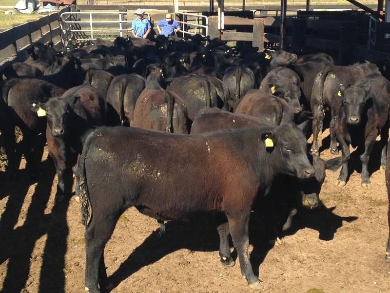These 301kg Angus steers out of Walgett, NSW made 400c to return $1204 on Friday.