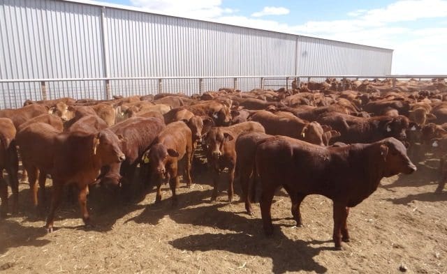 Part of a line of 140 Droughtmaster weaner steers 5-9 months from the droughted Corfield region of northwest Queensland which made 337c/kg or $716 on AuctionsPlus on Friday.
