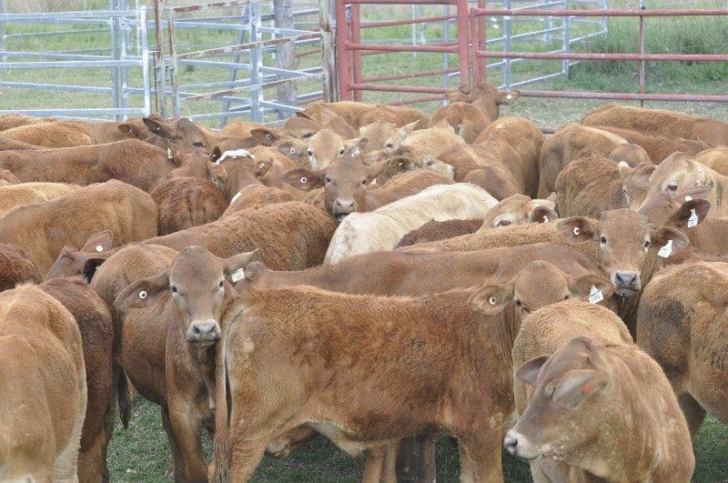 These Simmental/Droughtmaster weaned steers, 6-8 months from Texas Qld, 202kg, made 363c on Friday
