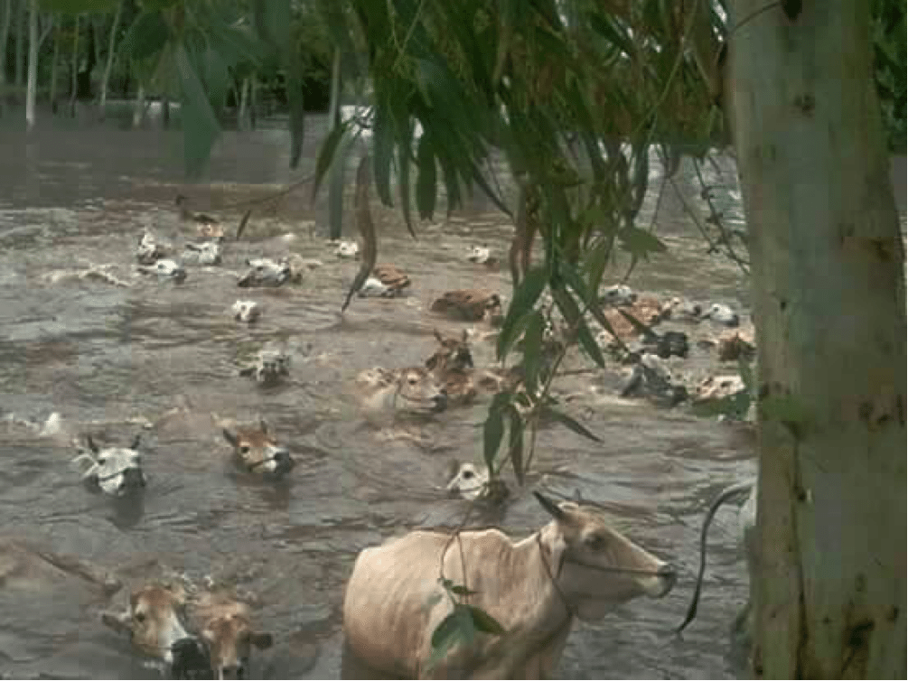 Burmese cattle escaping recent monsoonal flood waters.