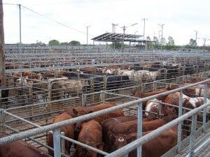 Dubbo saleyards. Image: Screen Central