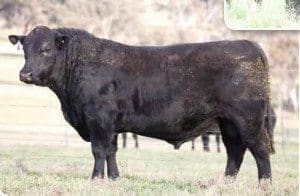 Angus breed's new $150,000 record-setter
