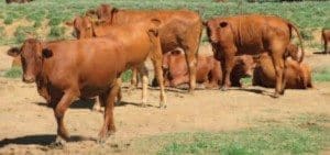Cattle on MP Evans' Westmar grazing property, Woodlands, sold to Chinese interests for $28 million 