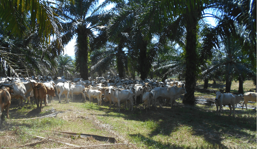 Breeders imported from Australia on the Ong plantation near Kuching in Sarawak.