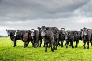 grassfed cattle southern Angus