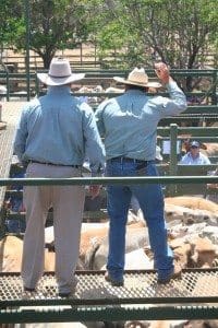 stock agent saleyards sale