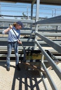 Corinda Year 12 student Kayla cleans out some troughs during a day at Silverdale saleyards. 