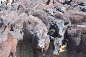 a line of 60 257kg Angus yearling steers out of Rocky Creek, NSW which sold for 369c or $900 a head