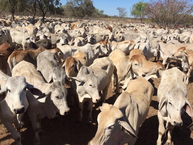 Part of a line of 900 Hayfield Station steers sold on Friday for a live export record price of  330.4c/kg on property.