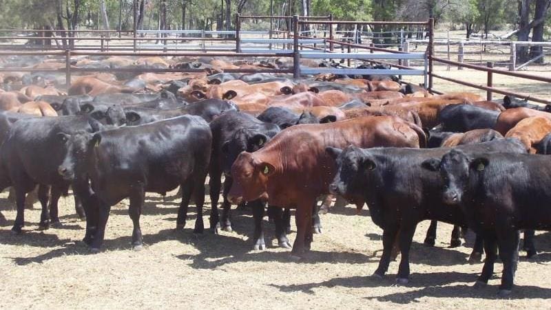 Part of a line of 85 Santa & Angus/Santa feeder steers 350kg at 9-11 months out of Moonie in southern Queensland that sold for 338c/kg or $1185 on Friday.