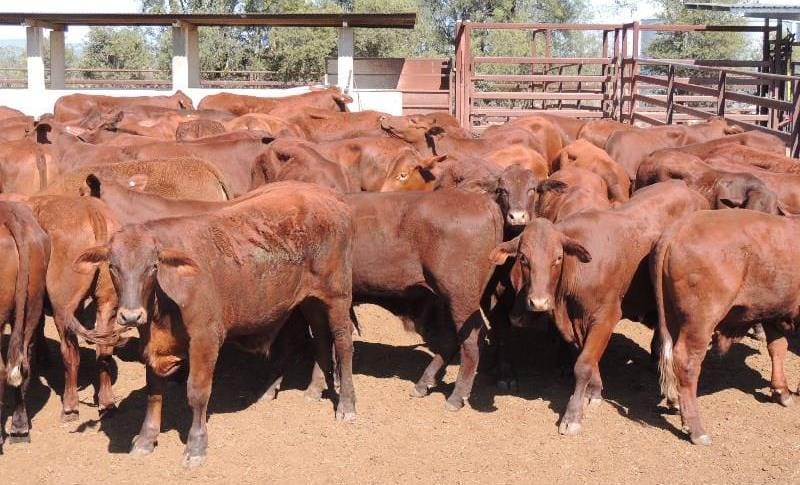 Part of a line of 93 Santa and Santa x steers at Rolleston, Central Qld, averaging 425kg, selling for 324c or $1380 on Friday