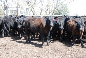 Part of a line of a line of 90 Kennys Creek & Rennylea blood Angus weaned steers, 249kg, ex Armidale NSW, making 395c or $985 on Friday