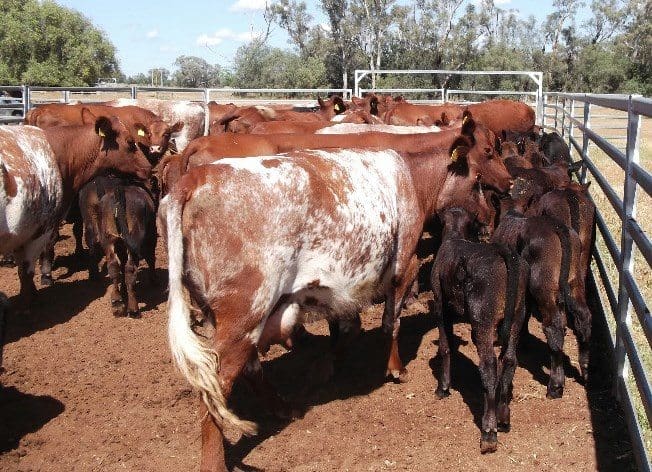 These 6-7 year old Shorthorn and Santa/Shorthorn cows near Boggabri, northern NSW with Angus calves topped Friday's sale at $1885