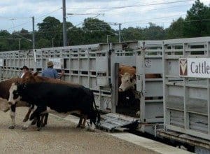 Cattle train 2