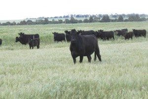 Angus cattle on 9500ha Joanna Plains, 140km north of Perth