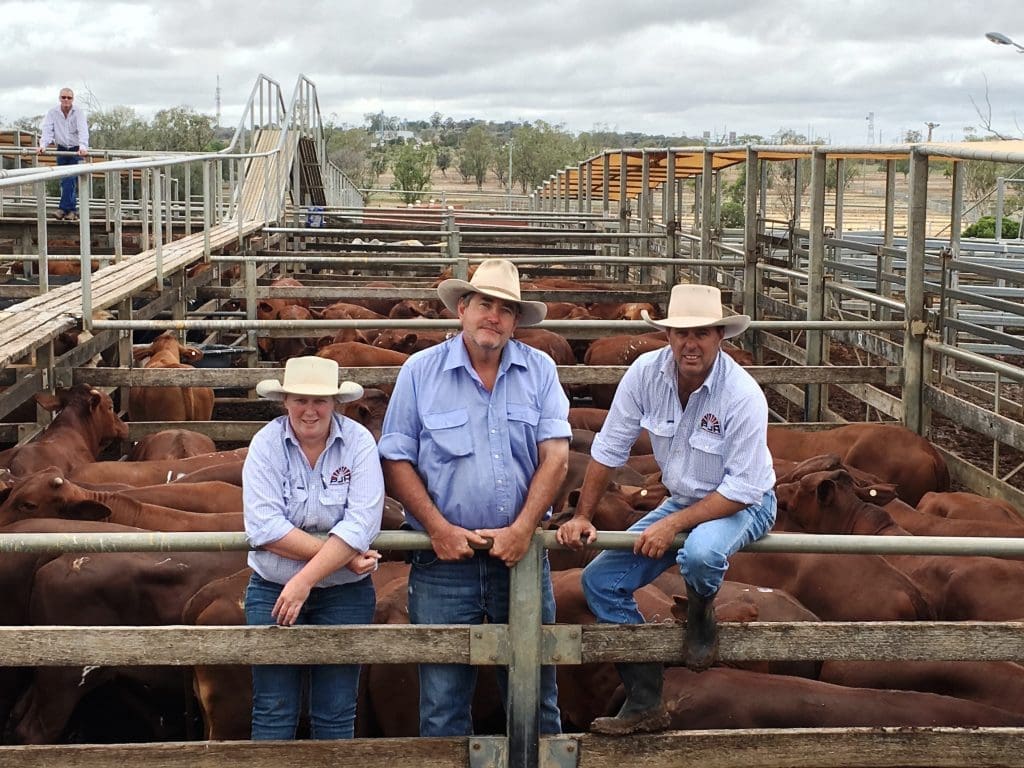 Tracey Saunders, PJH Livestock, Peter Pullos, Killarney Park Grazing, Tambo, and Steven Goodhew, PJH Livestock, at Tuesday’s Roma Store Sale. The Pullos family sold Santa steers to 340c/kg for 364kg to return $1240/head. Picture: Martin Bunyard