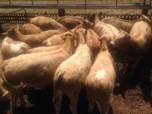 Top price for breeders went to these Shorthorn cows and calves from Pleasant Hills in the Riverina, three years weighing 558kg, with Charolais calves at foot, making $2305. 