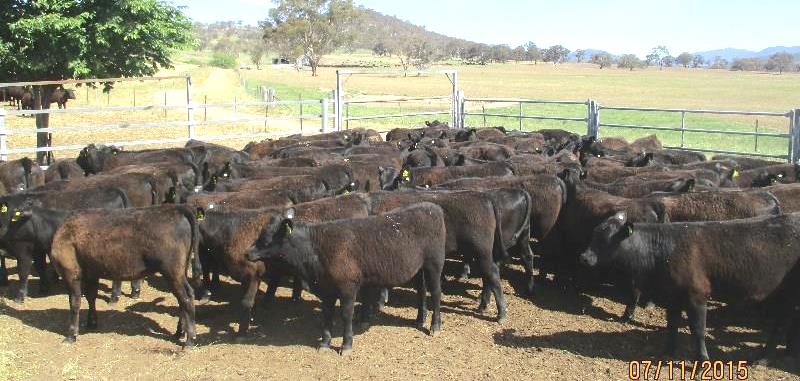 This line of 78 Hazeldean and Rosskin blood Angus weaner heifers from the Monaro district’s Read family, South Lanyon, near Canberra, weighing 219kg, made $985 or 450c on Friday.