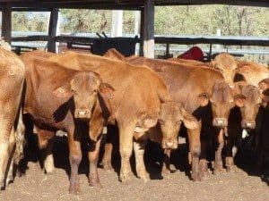 This line of 80 EU-eligible Droughtmaster weaned steers from Emerald, 8-12 months weighing 250kg, sold for 372c or $930/head.