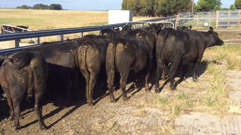 Sold as part of the final stage of a herd dispersal near Penola, SA, these 72 Angus yearling PTIC heifers made a very strong $2020.