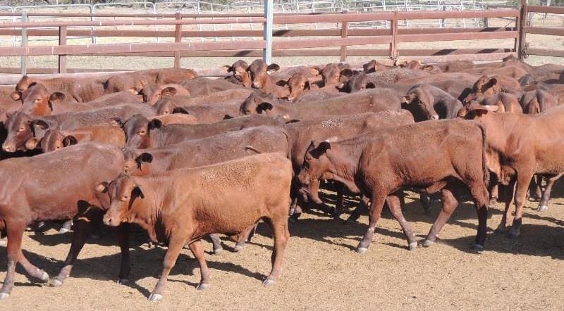 Part of a line of 331 Santa backgrounder steers at Rolleston, 209kg at 8-10 months, selling for 429c or $895 a head on Friday.