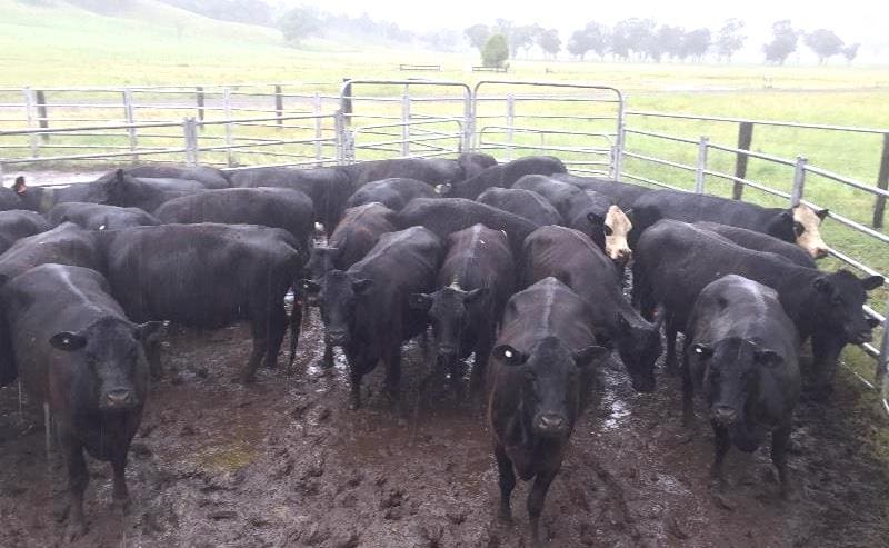 Cows with calves at foot were a hot commodity on Friday, topping with this line of three-year-old black baldy first-calvers at Barraba, selling as a three-in-one unit for $2410, being in calf to Angus with 258kg Angus calves at foot.