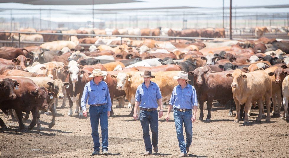 Brett Campbell Livestock Manager_Scott McDouall General Manager Meat and Livestock_Berry Reynolds Private Client Manager - Copy