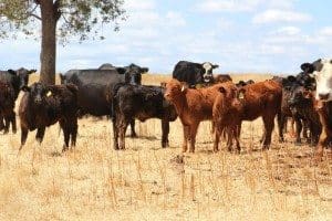 Glencoe currently runs a terminal crossbred herd, with Limousin bulls used over mostly Angus females