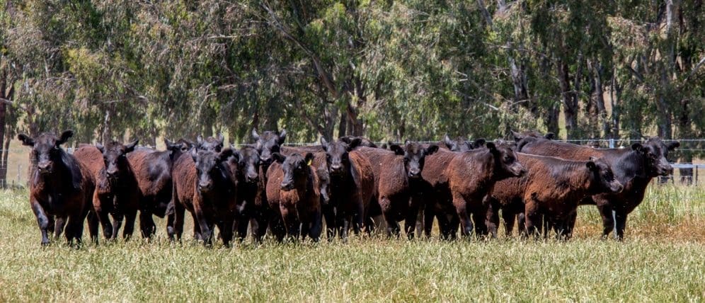 More than 600 weaners being offered at the annual Corryong Christmas weaner sale, inclidin this line of steers from Baringa Station near Towong, will be sold with verifiable pre-vaccination history.
