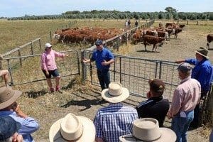 Cattle vet Dr Lachlan Strohfeldt takes producers through handling techniques at the weaner acclimation field day