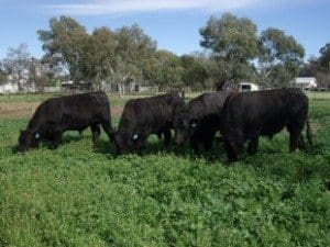 Trangie research cattle