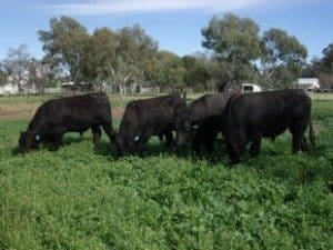 Trangie research cattle