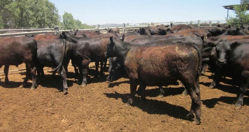These heavy Angus feeders 364kg at 16 months out of Book Book in the Riverina made 368c/kg or $1338 a head on Friday