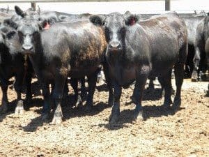 Part of a line of 115 400kg Angus steers from Weetaliba, NSW which topped the sale, making 338c/kg or $1350. Their lighter 362kg brothers made 342c/kg.