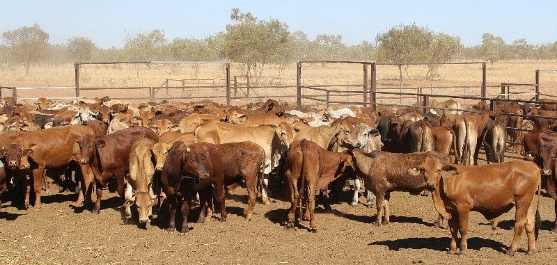 Part of a line of 220 Droughtmater and Brahman cross steers from the Tennant Creek region that sold for 300c/kg to a Darwin livex operator on Friday